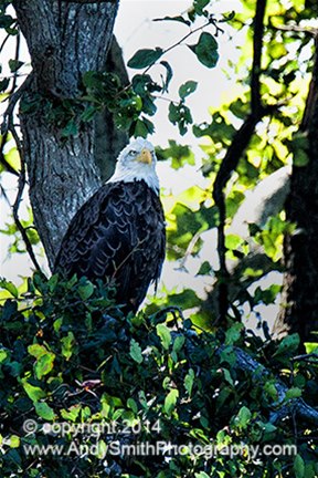 55 Bald Eagle on Cape May Canal